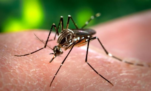 mosquito-zika-wikipedia.jpg