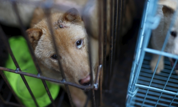 yulin-perro-reuters.jpg