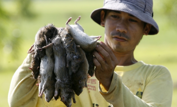 ratas-filipinas-reuters.jpg