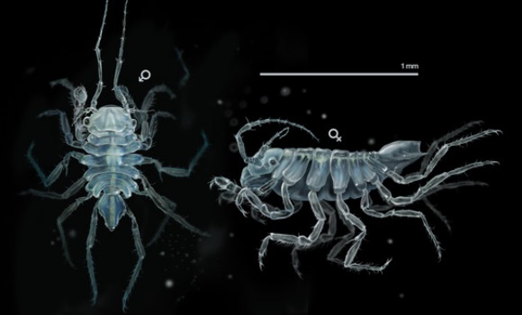 crustaceo-galicia.jpg