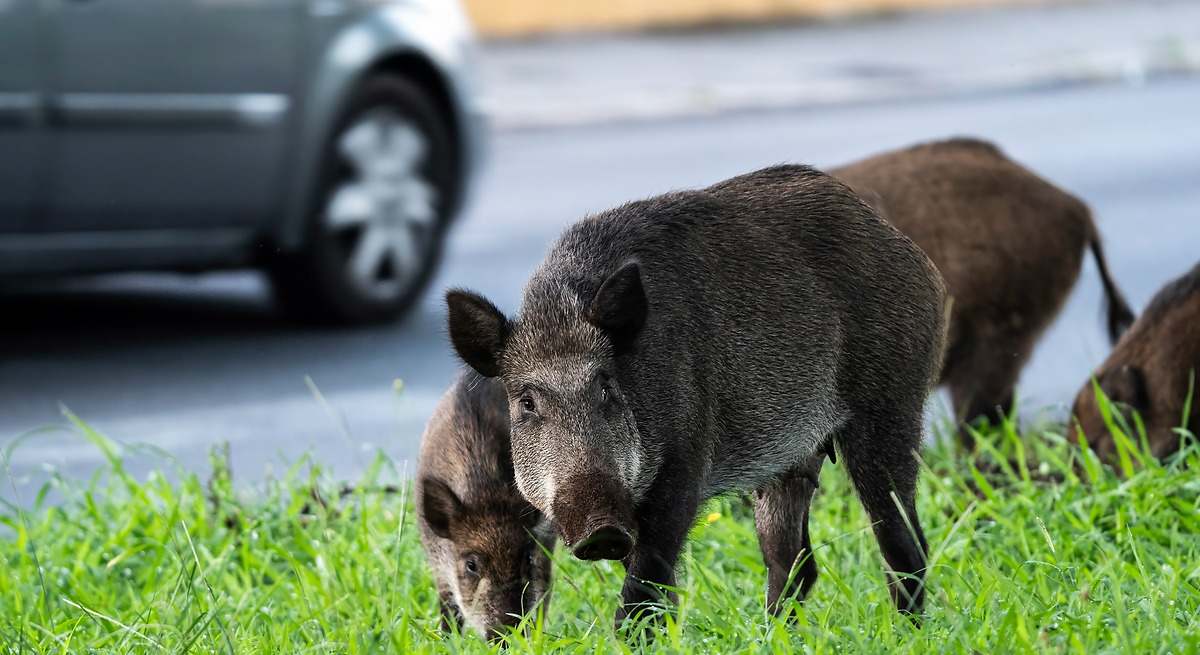 Los accidentes de tráfico con animales se duplican en una década: la DGT lanza un mapa de riesgo por tramos