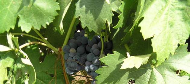 agricultores