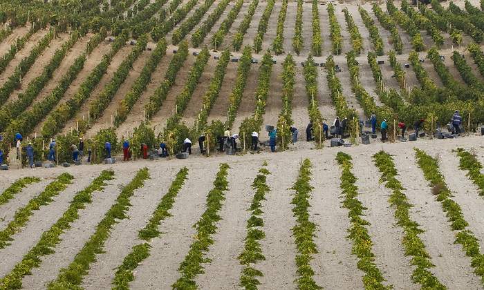 VinedosRibera.jpg