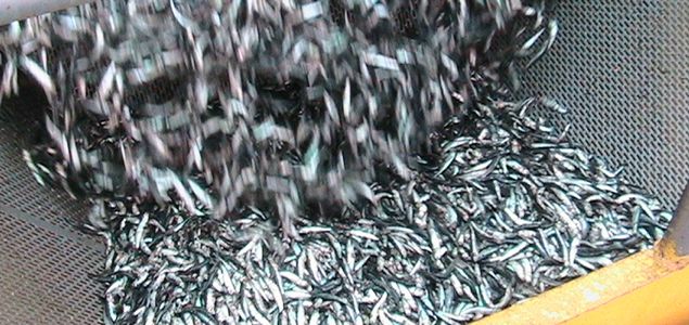 anchovetainterior.jpg