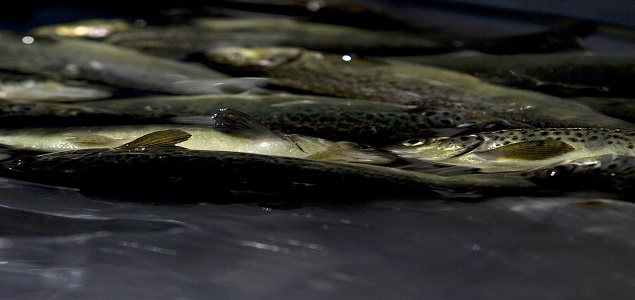 salmones.jpg