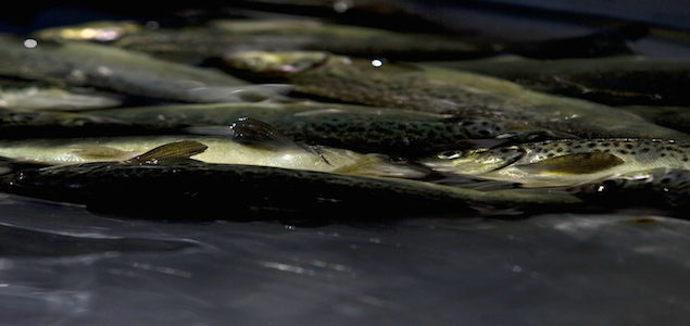 salmonesinterior.jpg
