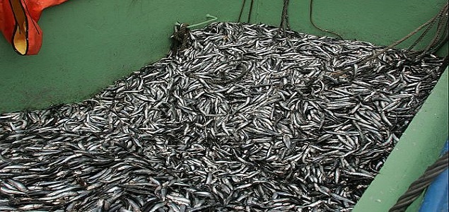 anchoveta1.jpg