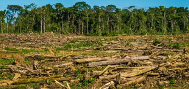 deforestacion.jpg