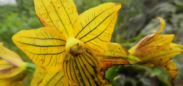 orquideadelimainterior.jpg