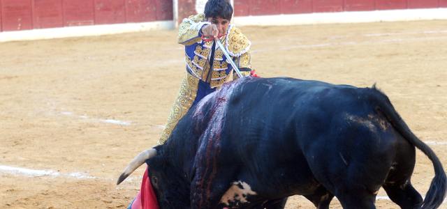 toros.jpg