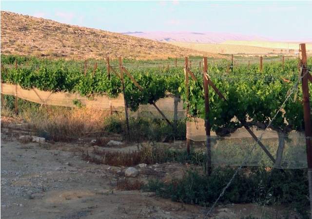 vino-desierto-israel.jpg