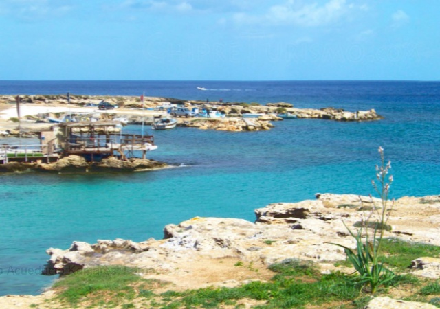 chipreplaya.jpg