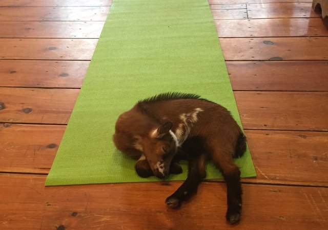 yoga-cabras-1.jpg