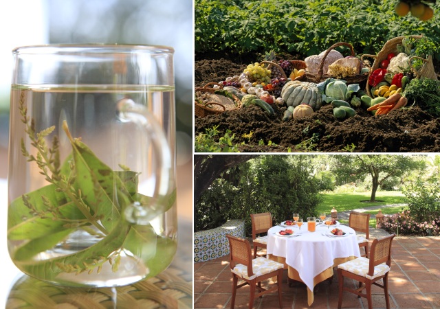 Infusiones y gastronomía