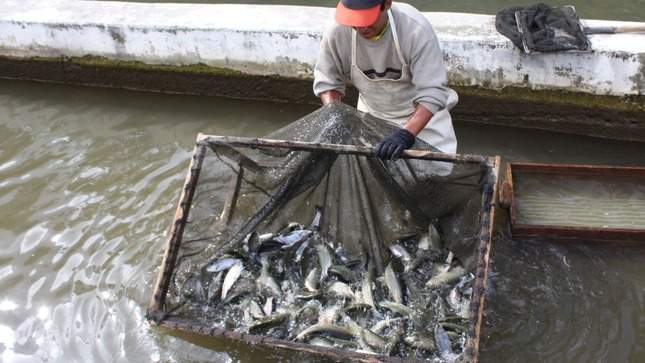 pescado
