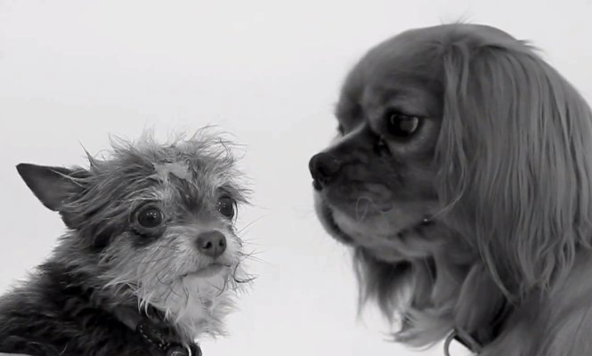 perros-665.jpg