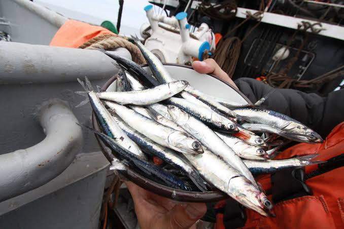 anchoveta