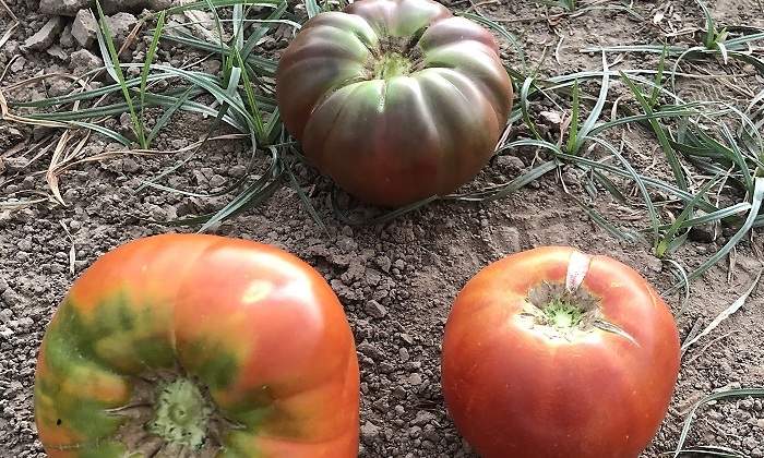 Tomates-de-Madrid-2.jpg