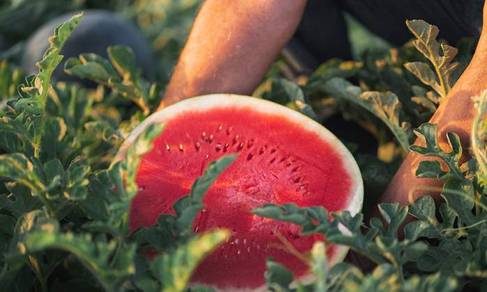 agroalimentacion