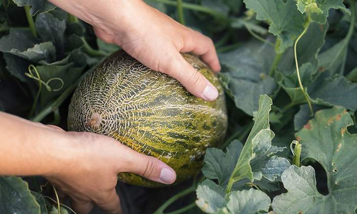 melon