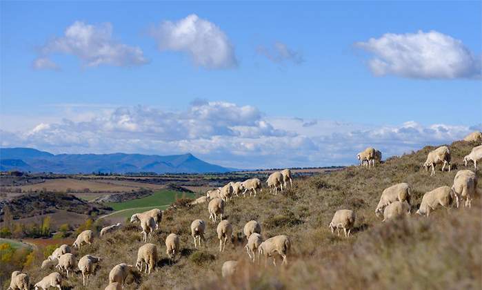 ternasco aragon