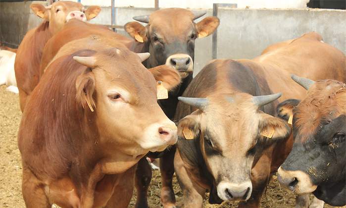vacas
