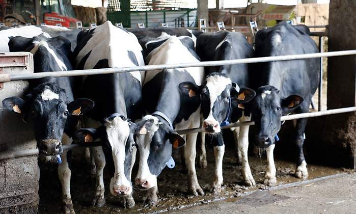 vacas
