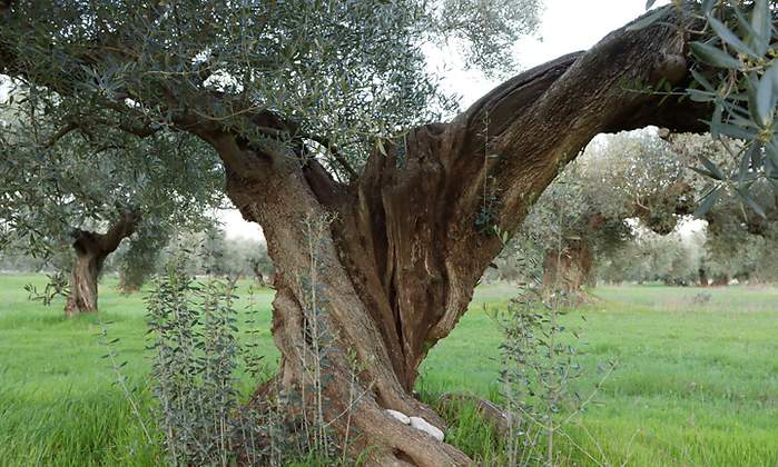 olivar