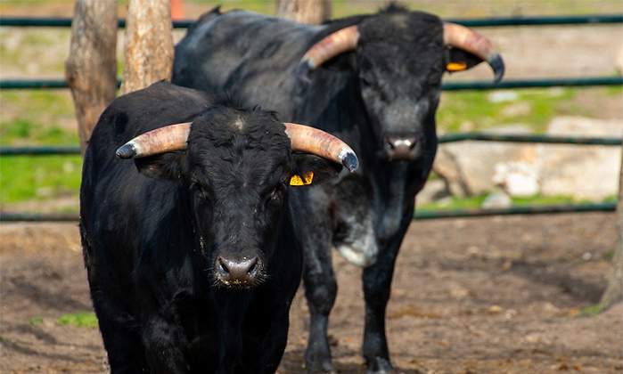 toros