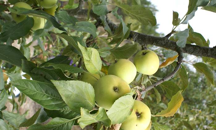 frutas