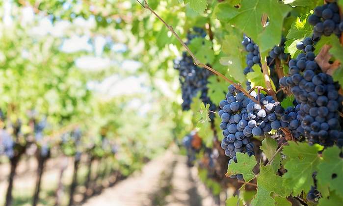 vino
