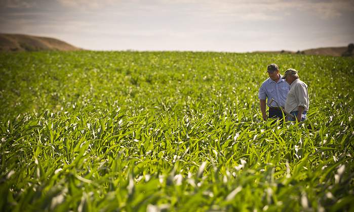 agricultura