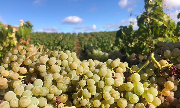 uvas