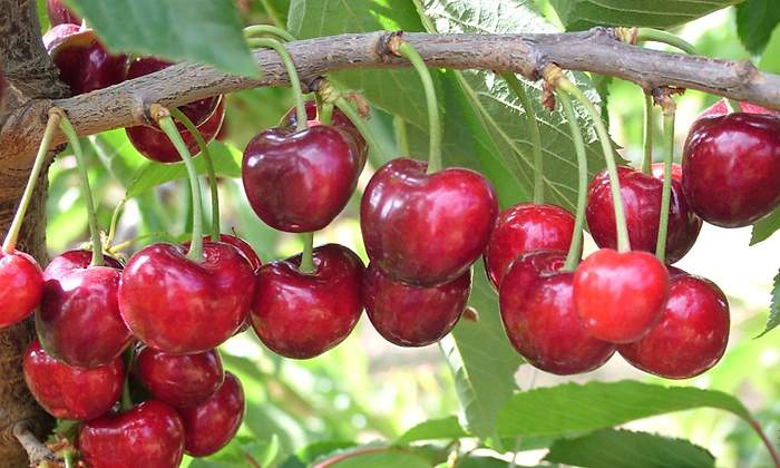 cereza