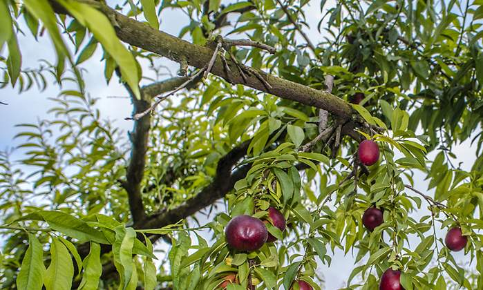 fruta