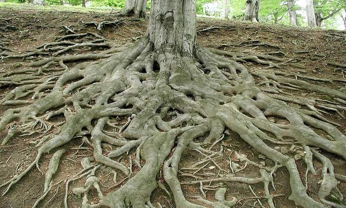 raices.jpg
