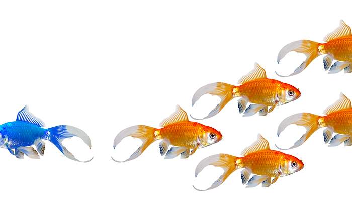 Peces