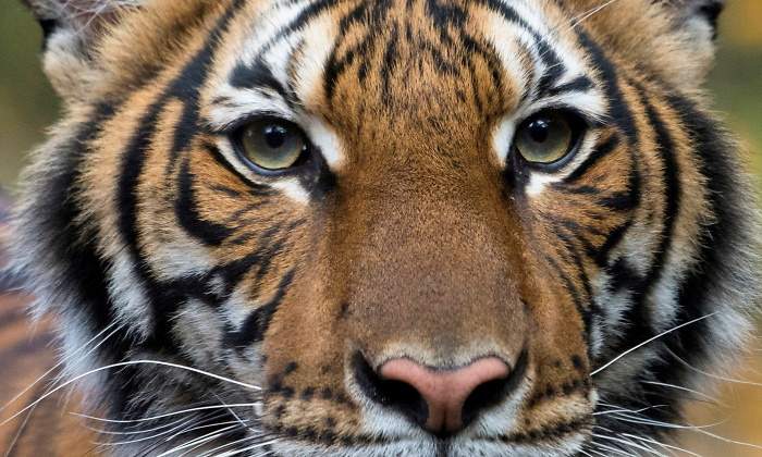 tigre-coronavirus-reuters.jpg