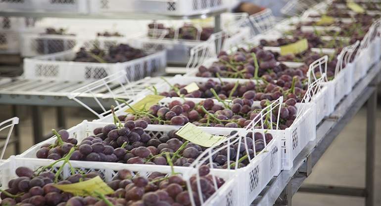 Uvas