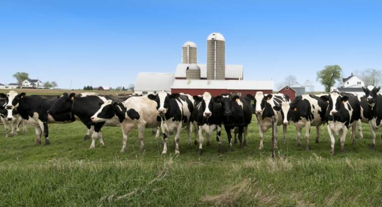 vacas-ganaderia-dreams.jpg