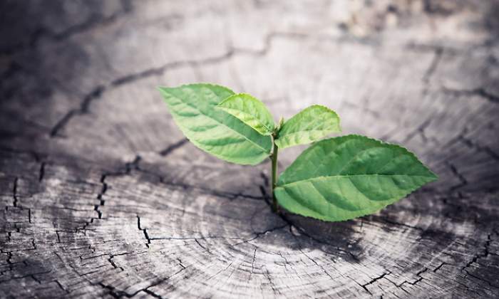 brote-verde-recuperacion-crecimiento-getty-770x420.jpg
