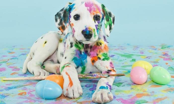 Dalmata-manchado-de-pintura-iStock.jpg