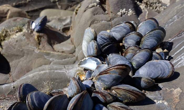 mejillones-dreamstime.jpg
