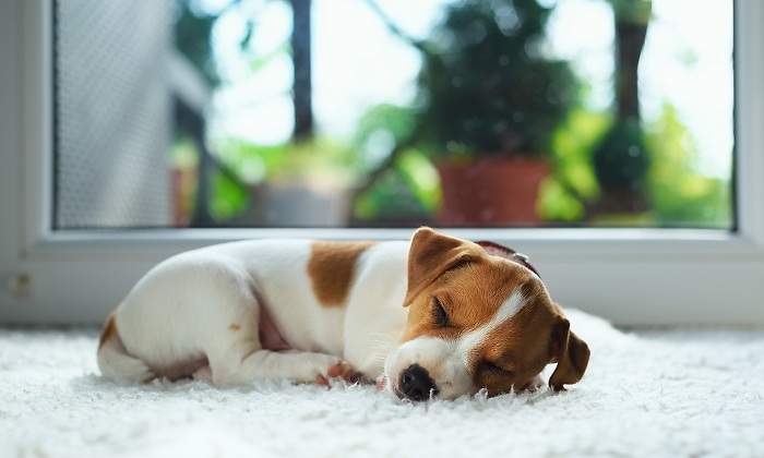 Un-cachorro-pequeno-durminedo-iStock.jpg
