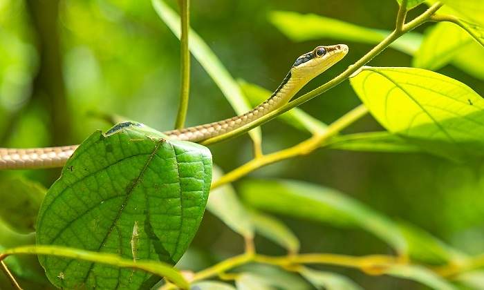Serpiente-en-planta-iStock.jpg
