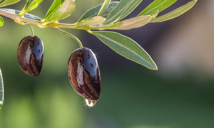 aceite-oliva-lidl-respetuoso-agricultores-1.jpg