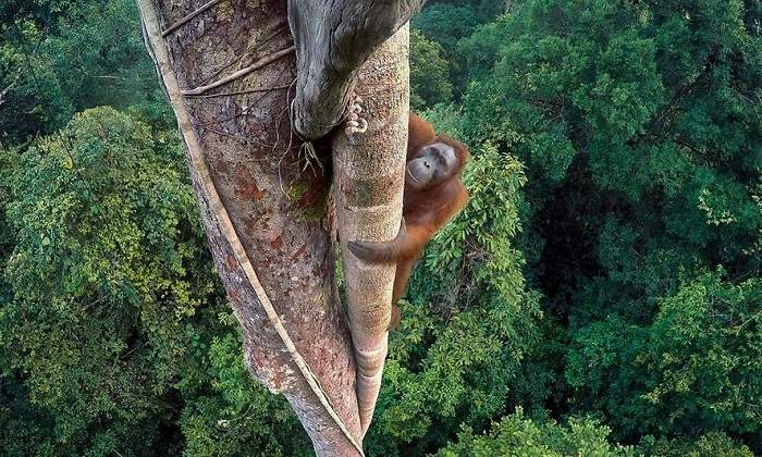 orangutan-premio-fotografia-tim-laman.jpg