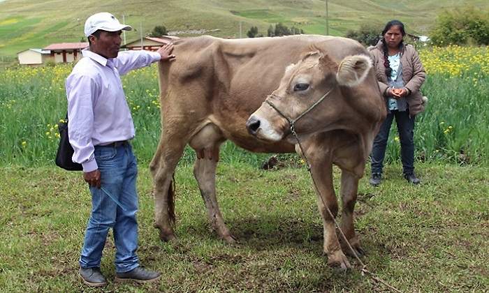 ganado770.jpg