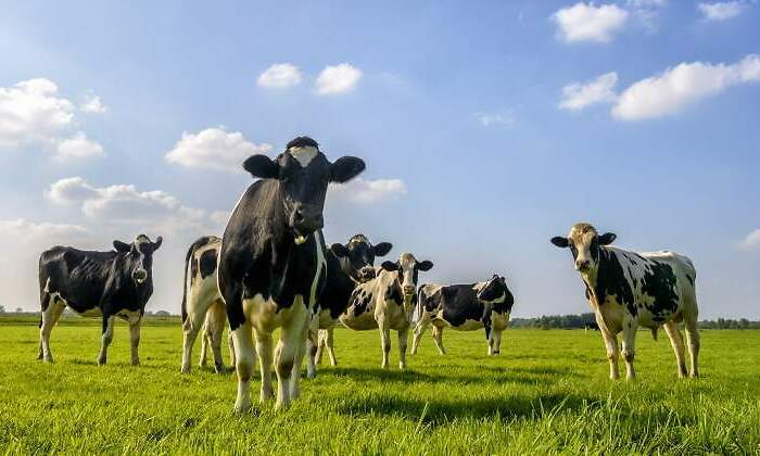 vacas-pasto-manchas-istock.jpg