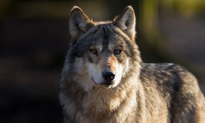 Lobo-salvaje-en-un-bosque-iStock.jpg